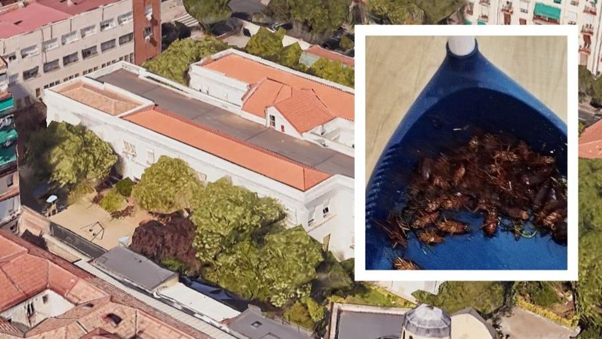 Las cucarachas infestan la escuela infantil de Vallehermoso