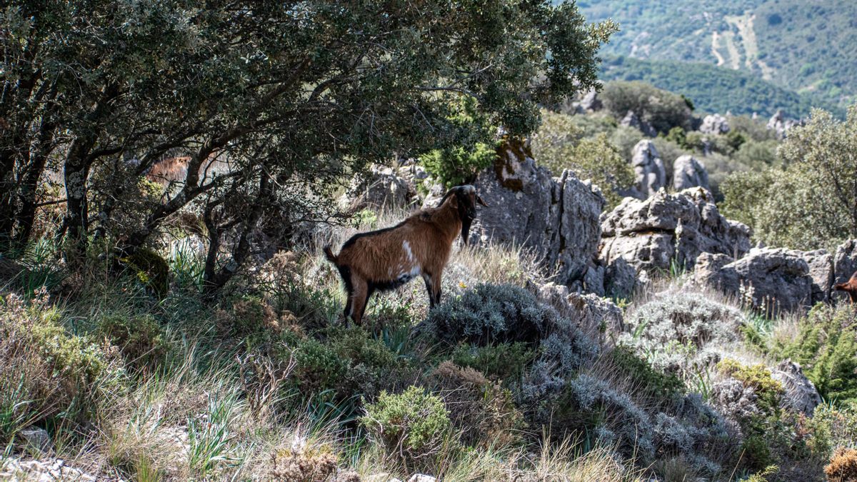 Una cabra pace el sotobosque en la sierra de Grazalema (Cádiz).