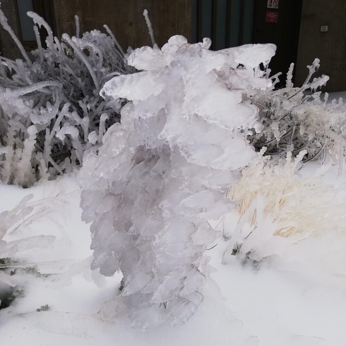 La ola de frío ha esculpido una estampa polar en las cumbres de La Palma (Foto: ANA BEA)
