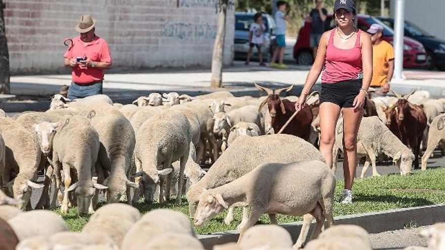 Un rebaño de unas 1.900 ovejas atraviesa León en su recorrido trashumante. / Campillo / ICAL