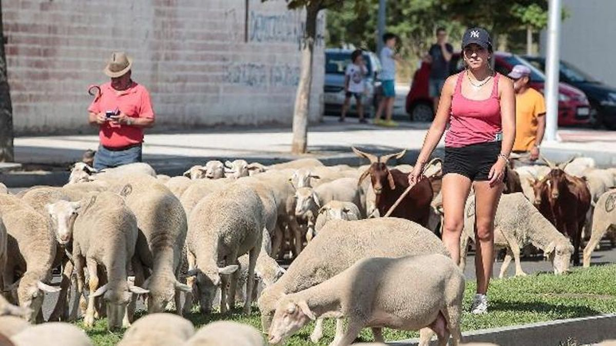 El Ayuntamiento de León corta el tráfico este martes por el paso de ovejas entre Puente Castro y Trobajo del Camino