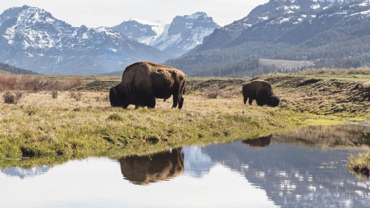 Las praderas perdieron diversidad tras la caída del bisonte
