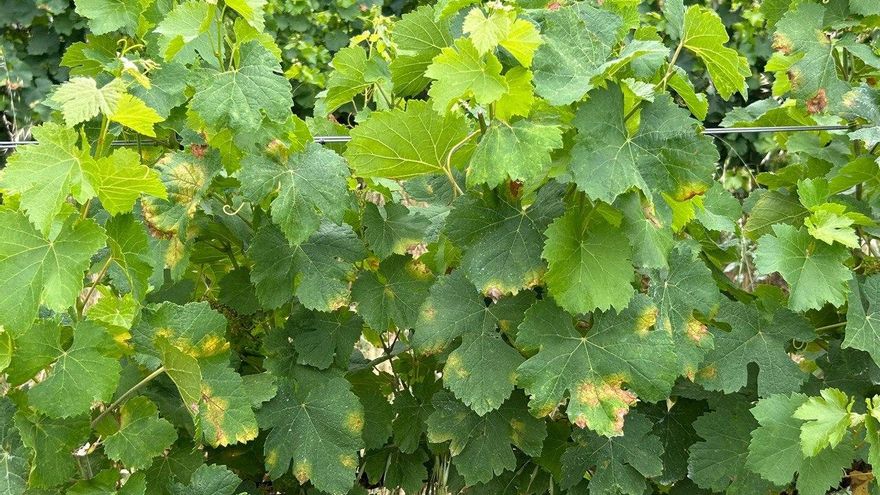 El mildiu provoca pérdidas de hasta 20 millones en la vendimia de Montilla-Moriles