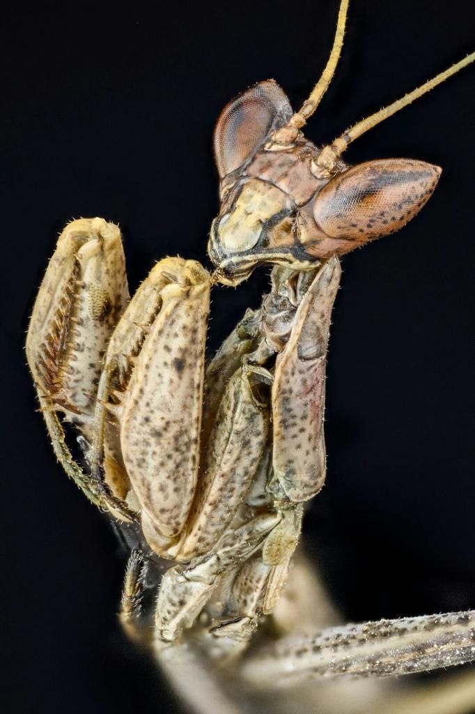 Tomografías de fauna invertebrada.