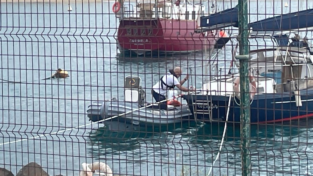 Imagen del último desalojo en el Muelle Deportivo de Las Palmas de Gran Canaria. (CEDIDA A CANARIAS AHORA)