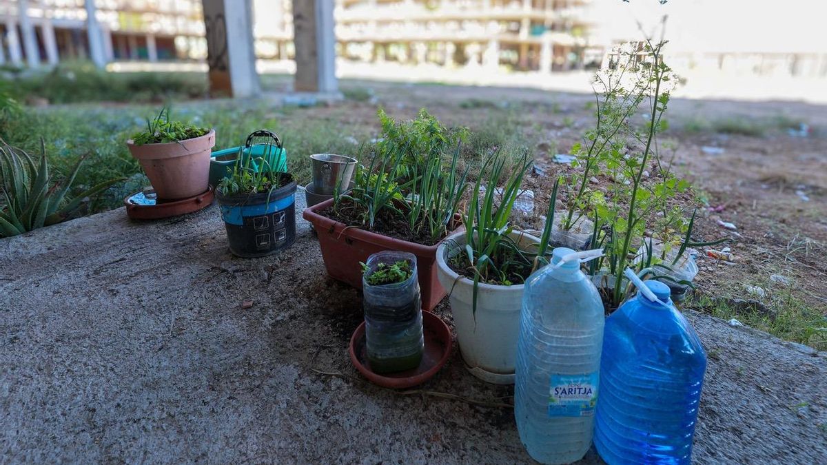 Algunos de los habitantes plantan hierbas aromáticas en tiestos.