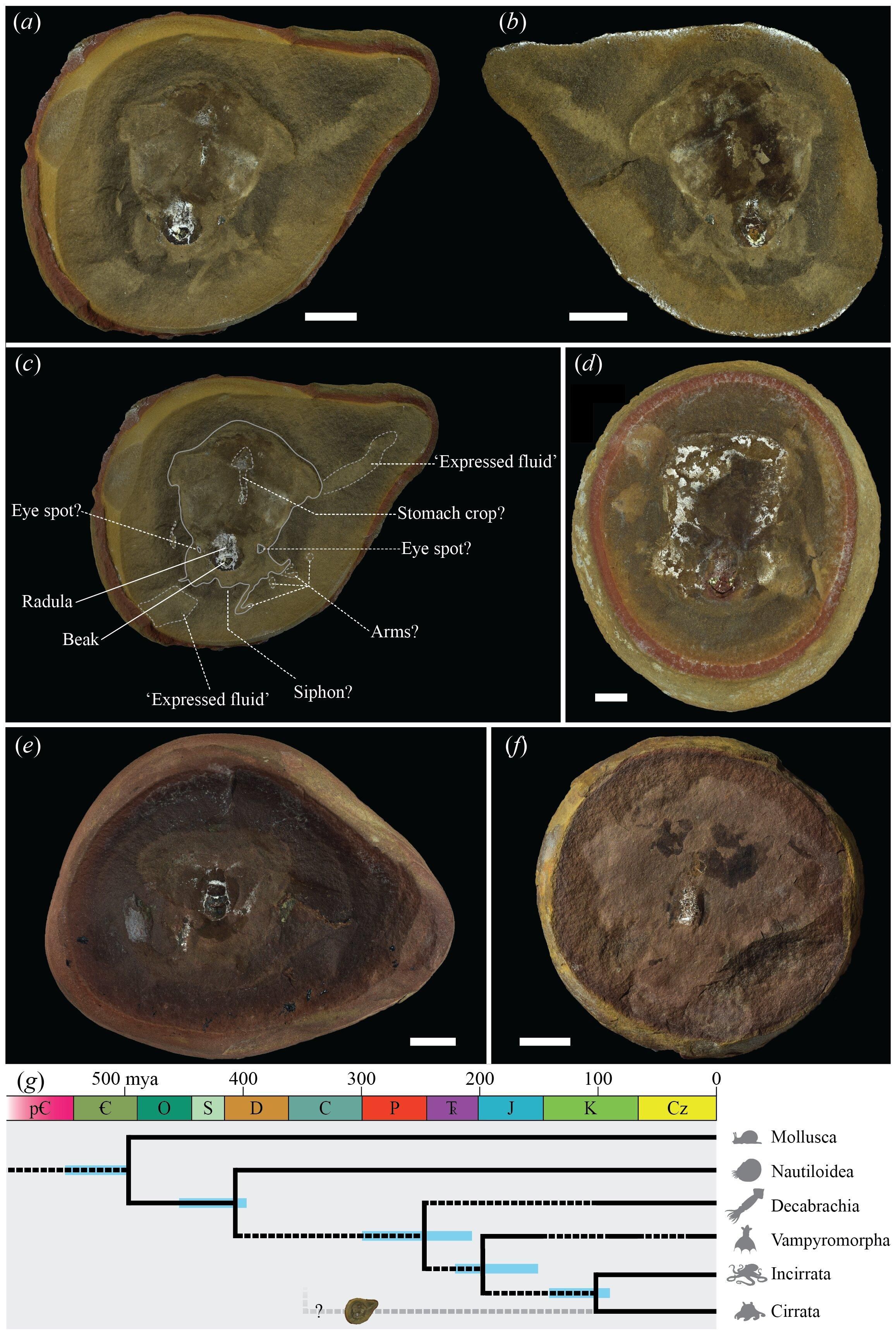 Diagrama de la anatomía de 'Pohlsepia mazonensis'