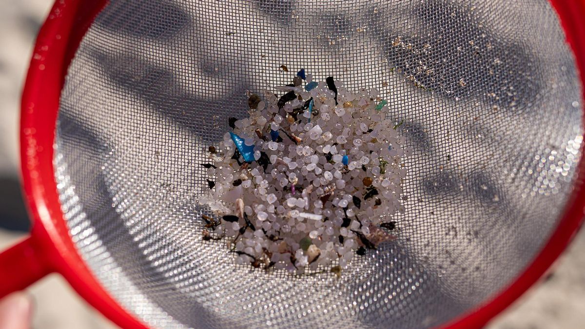 Pellets recogidos en una playa de Galicia