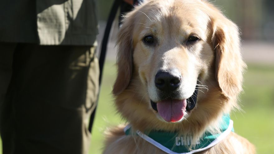 Los otros test para detectar contagios: perros policía, adiestrados para buscar asintomáticos a través del sudor en Chile