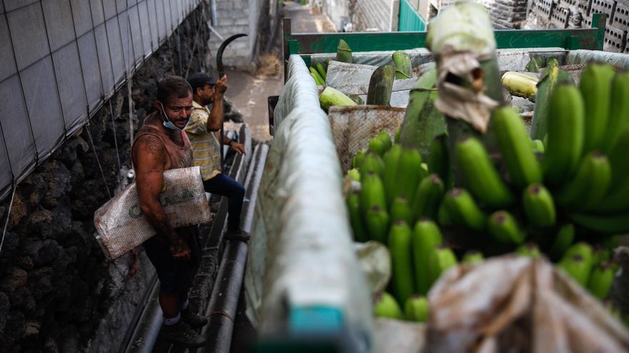 Asprocan asegura que el abastecimiento de Plátano de Canarias "está garantizado"