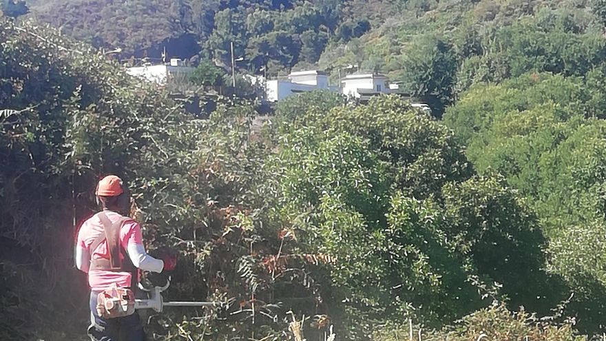 Gran Canaria ofrece ayudas para desbrozar más de 30 hectáreas de suelo agrícola en zonas de alto riesgo de incendio