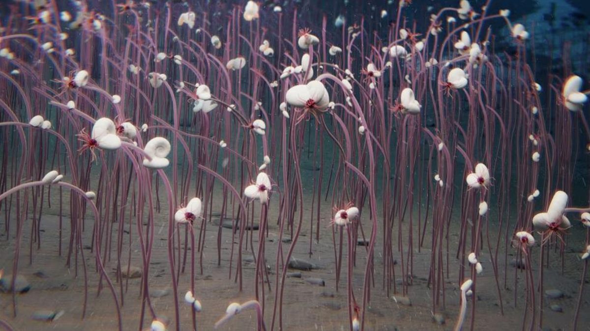 La exploración de las fosas oceánicas revela un territorio lleno de retos y posibilidades