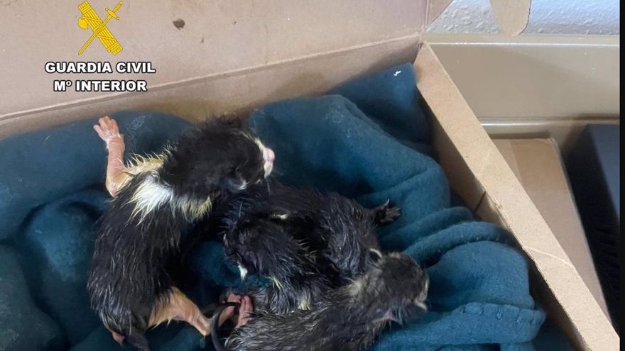 Investigada una vecina de Barbastro por maltrato animal al abandonar cinco gatos recién nacidos que acabaron muriendo