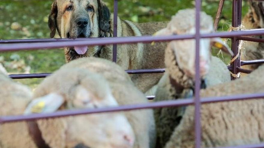 Celebración de la 45 Fiesta del Pastor de Barrios de Luna. // Campillo / ICAL