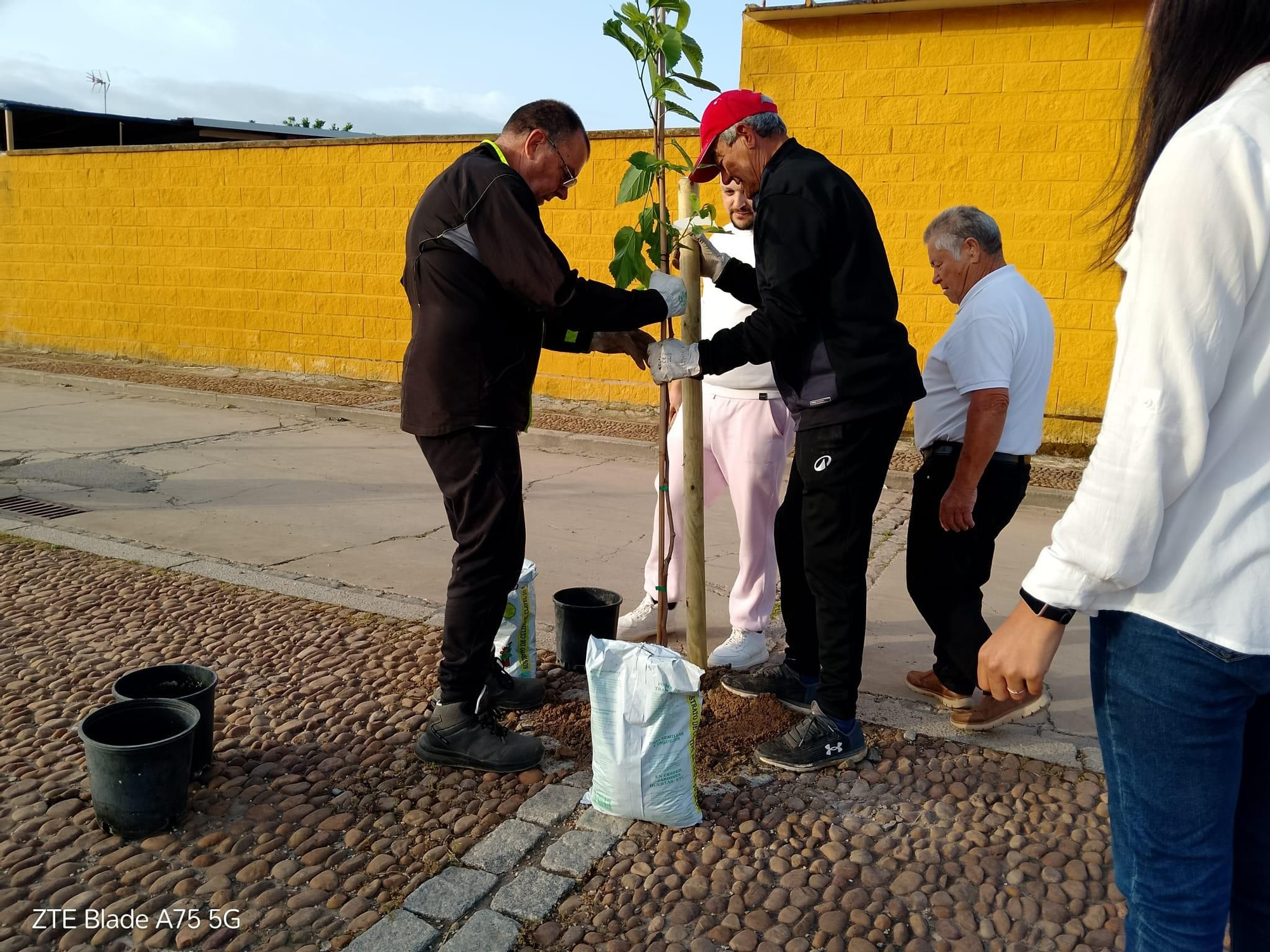Plantación de árboles en Villarrubia