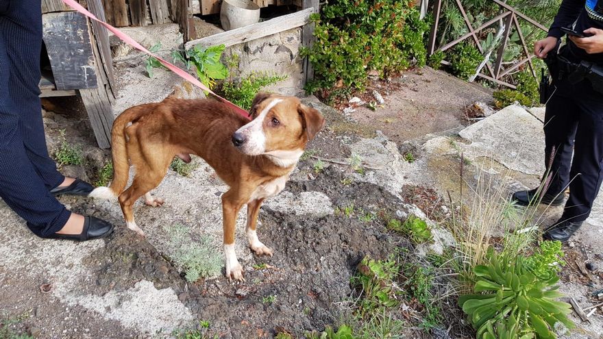 Uno de los perros encontrados en muy mal estado en Tenerife