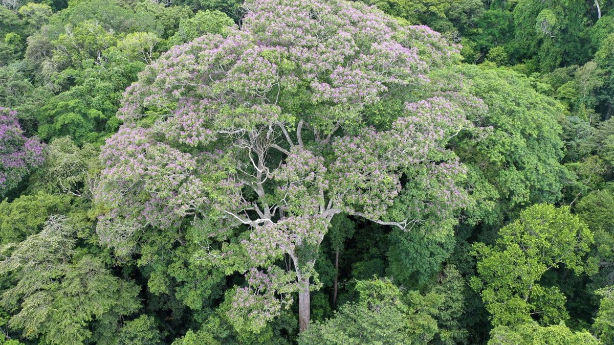De los 93 árboles alcanzados, los nueve individuos de Dipteryx oleifera soportaron el impacto con daños mínimos
