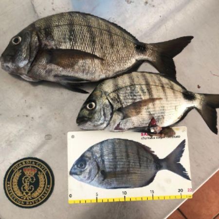 Sargos intervenidos al pescador furtivo