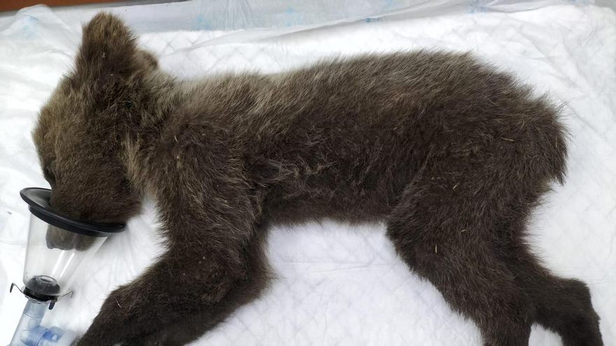 Rescatado un osezno en León que sufrió quemaduras en un incendio