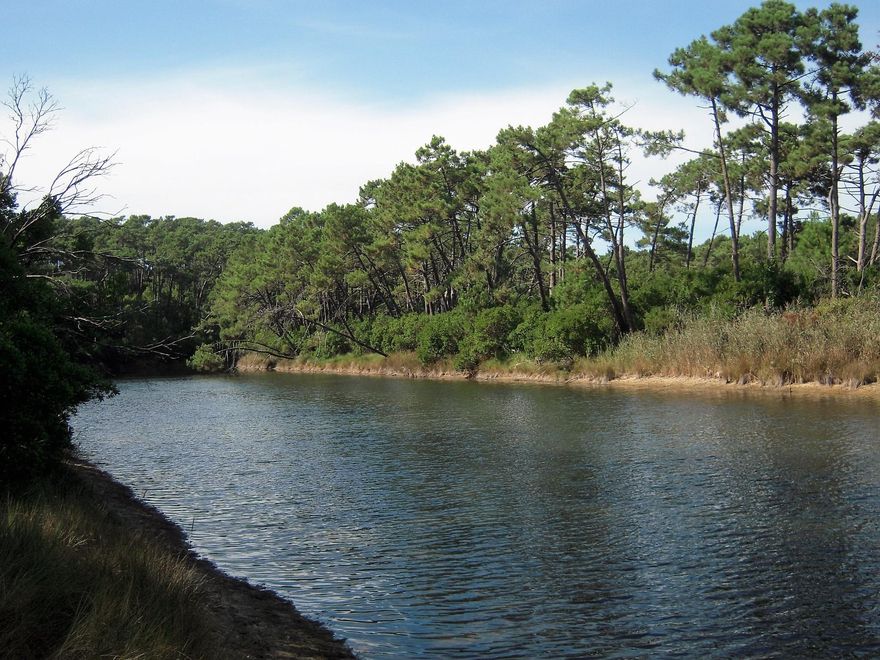 Al Rio Leyre se le conoce como el pequeño Amazonas. Este cauce modesto cruza el bosque más grande de Europa.