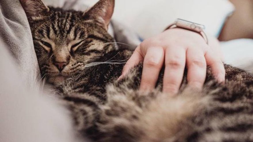 Gatos y perros son buenos para el cerebro de los mayores, ¡lo dice la ciencia!