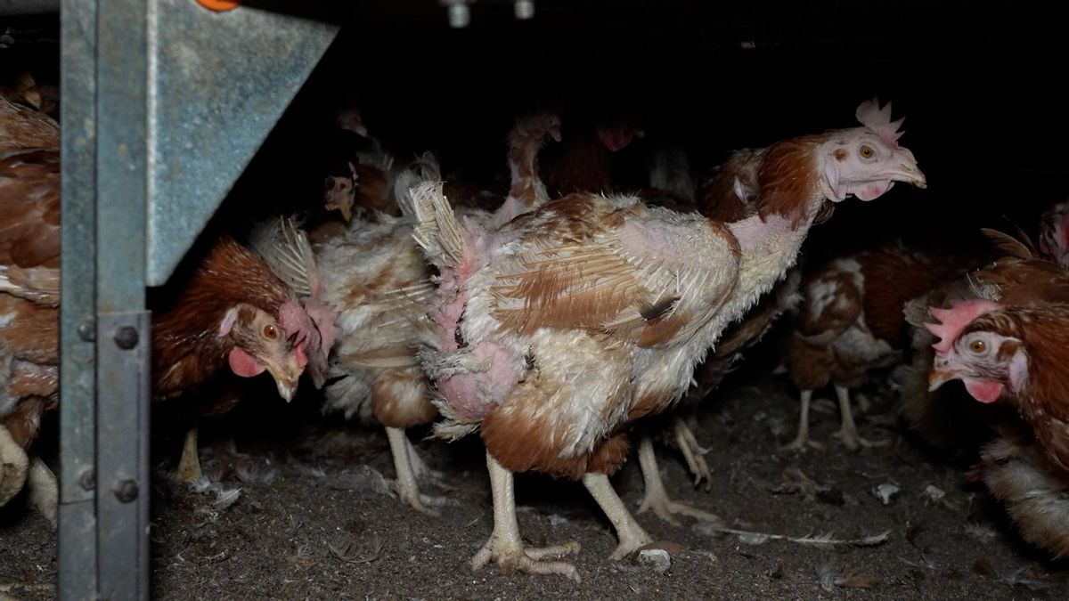 Una gallina con falta de plumas.
