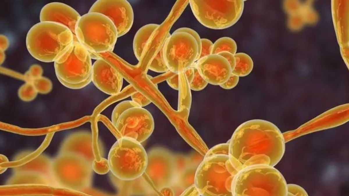 España lidera las infecciones en Europa por un peligroso hongo que se contagia en hospitales