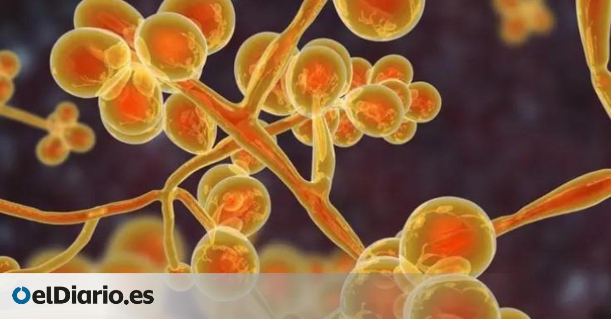 España lidera las infecciones en Europa por un peligroso hongo que se contagia en hospitales