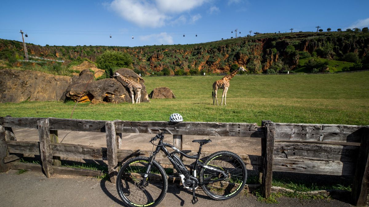 Jirafas en el parque Cabárceno, en Cantabria.