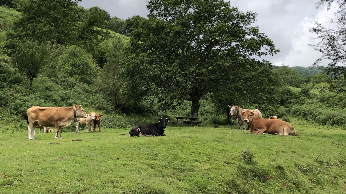 Detectado en Salamanca un nuevo foco de lengua azul con serotipo 8