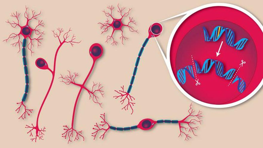La edición genética corrige en ratones mutaciones que causan una enfermedad ultrarrara
