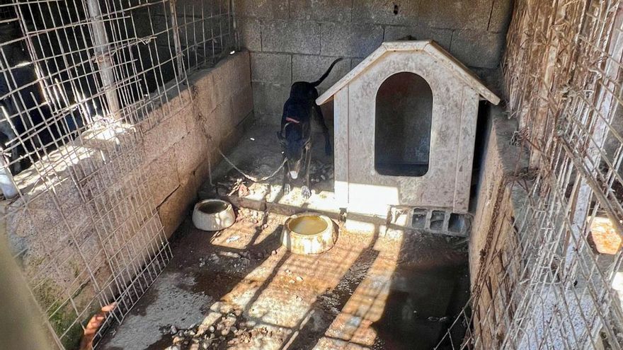 Entre cadáveres, basura y heces: así rescató la Policía a 16 perros en "condiciones extremas" en Tenerife