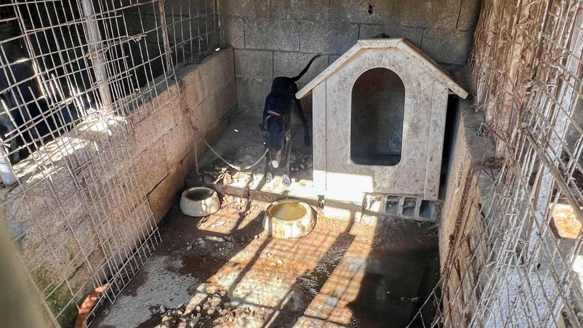 Entre cadáveres, basura y heces: así rescató la Policía a 16 perros en "condiciones extremas" en Tenerife
