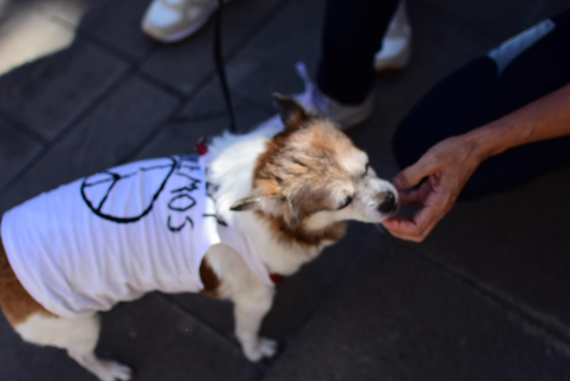 Una perro con una camiseta durante la concentración (Sabina Ortega).