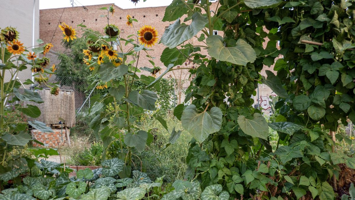 El jardín-huerta de Bellas Vistas