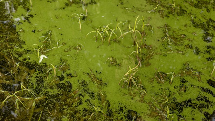 Nada cambia en As Conchas pese a la victoria judicial contra la contaminación de las macrogranjas: "El agua es veneno"