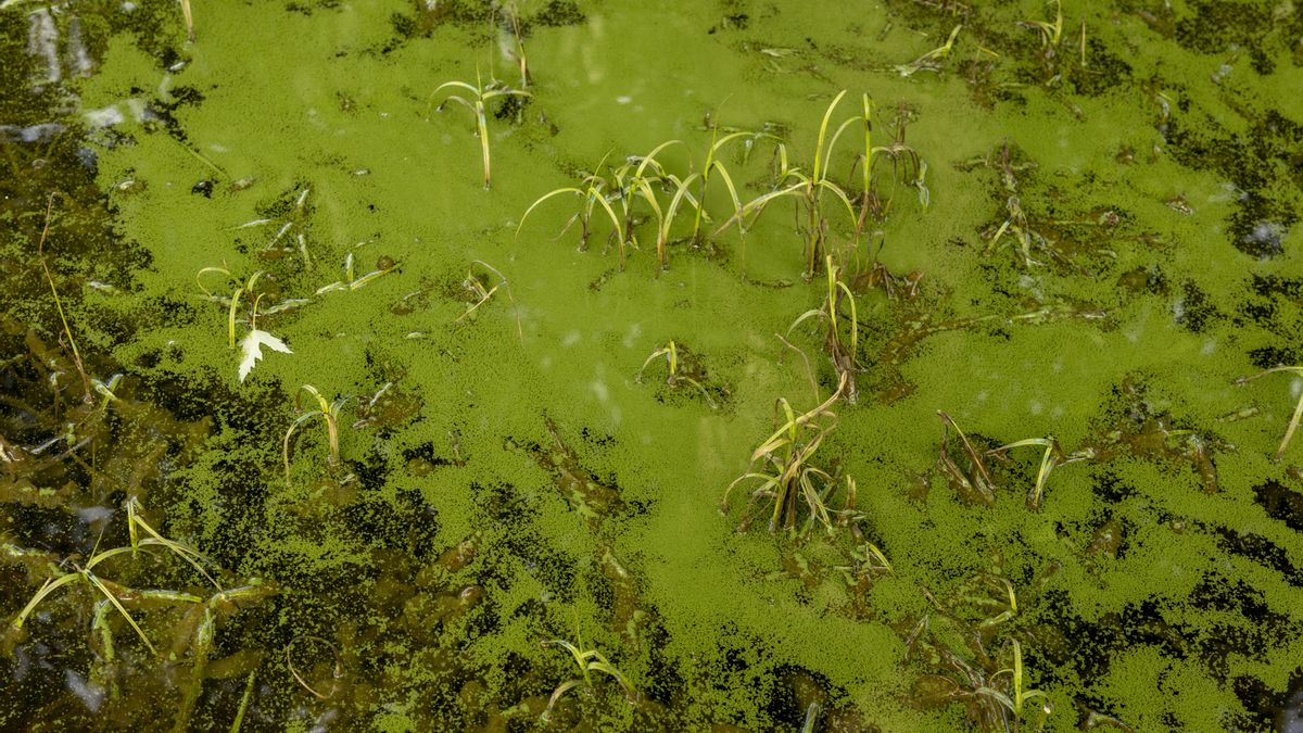Nada cambia en As Conchas pese a la victoria judicial contra la contaminación de las macrogranjas: "El agua es veneno"