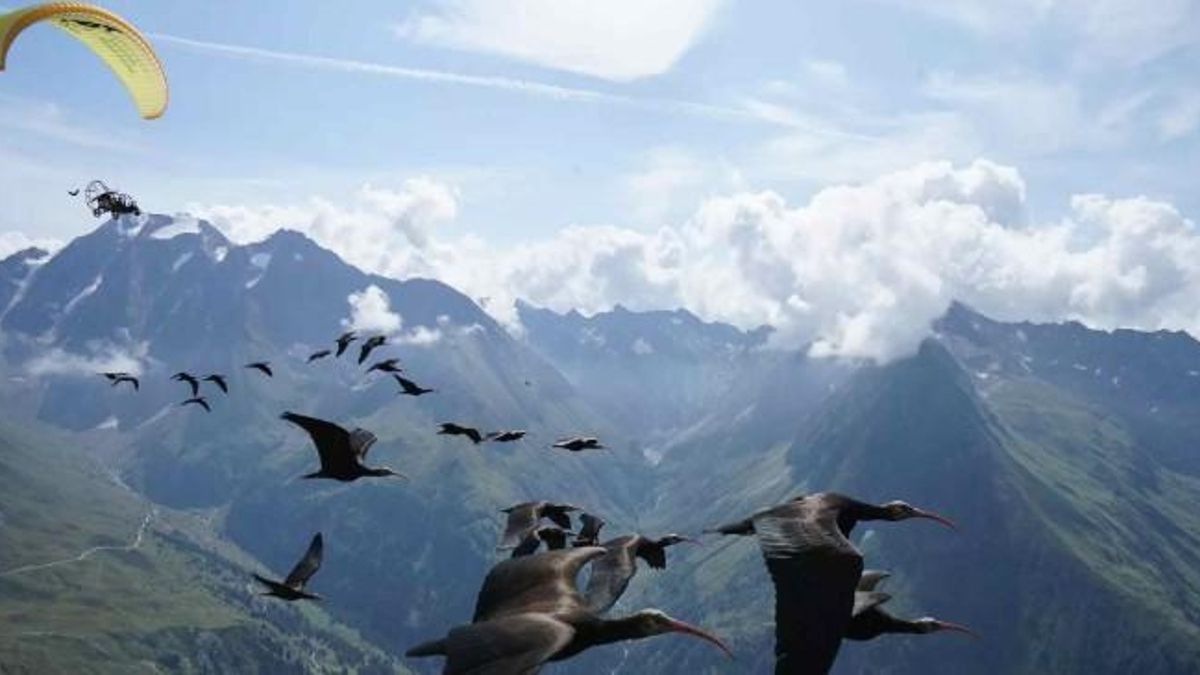 Ibis acompañando un parapente motorizado / Foto: Waldrappteam