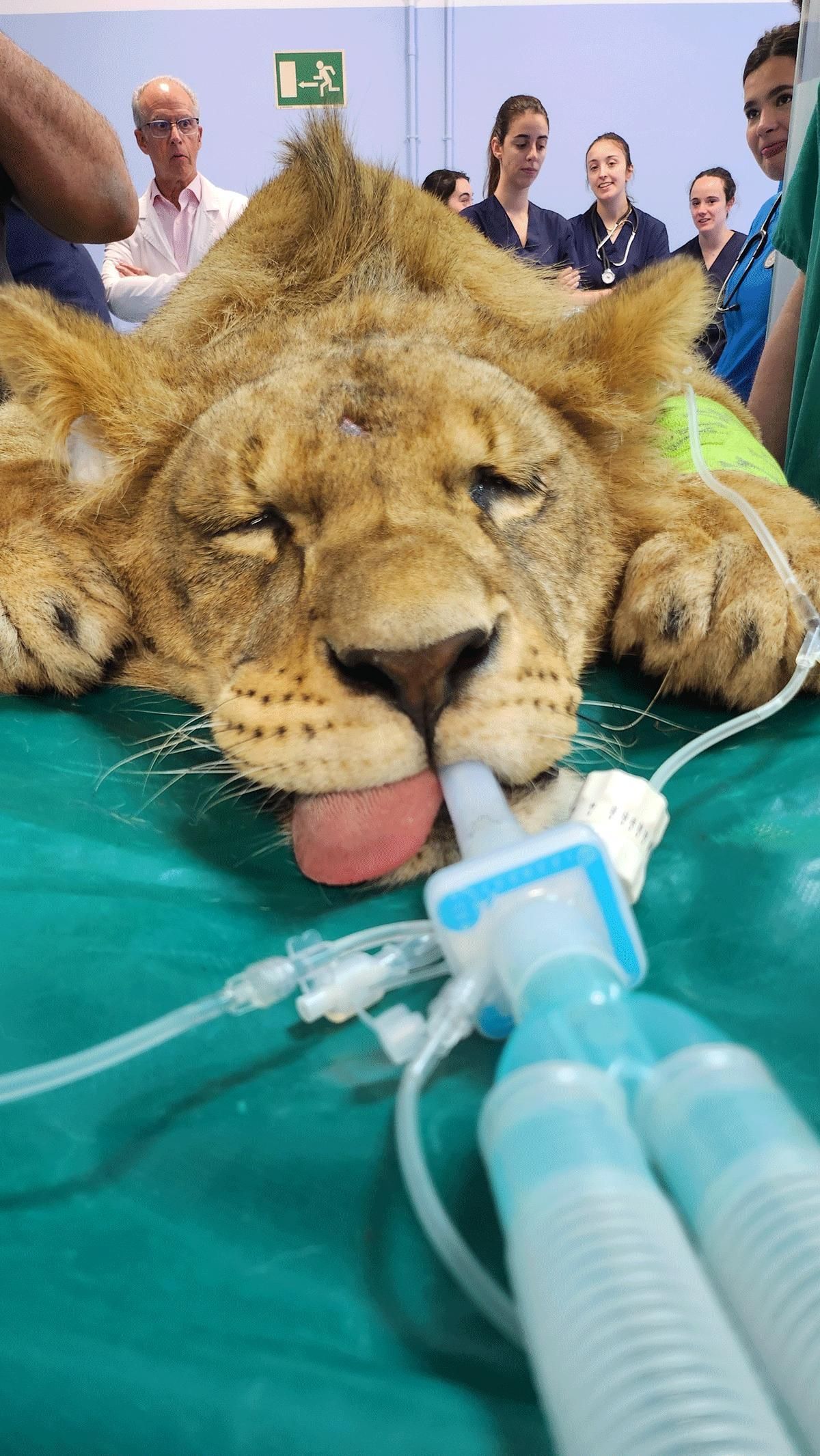 Tratamiento de un león africano en el Hospital Veterinario de la Universidad de León.