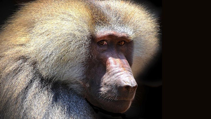 Lo que nuestros genes de primate nos revelan sobre la enfermedad