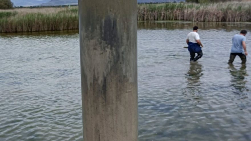 Los sedimentos orgánicos que se acumulan en exceso en muchas zonas de Las Tablas y que están desencadenando una colmatación acelerada del humedal