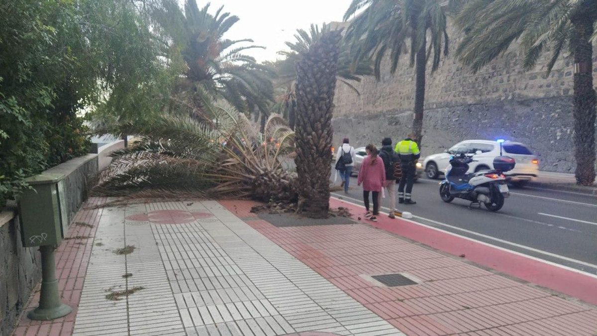 Palmera rota por el viento en el Paseo de Chil, en Las Palmas de Gran Canaria