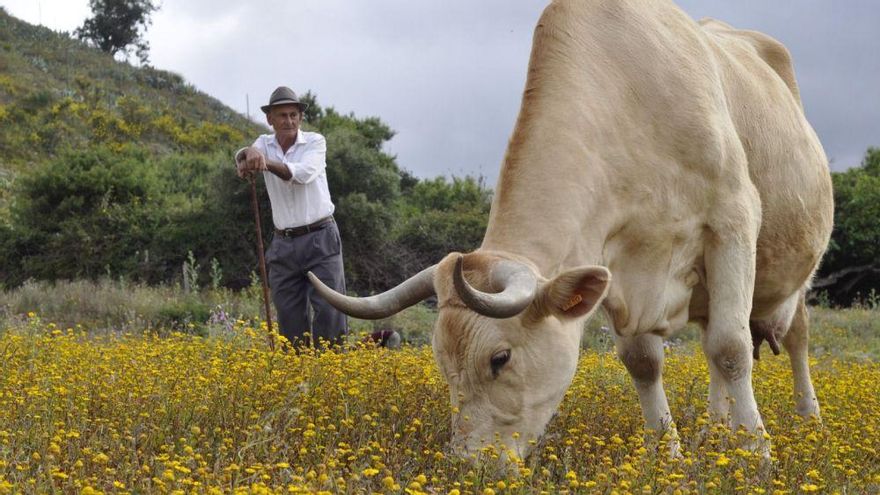 La agonía de una histórica cooperativa afín a Coalición Canaria evidencia la crisis de la ganadería en las Islas