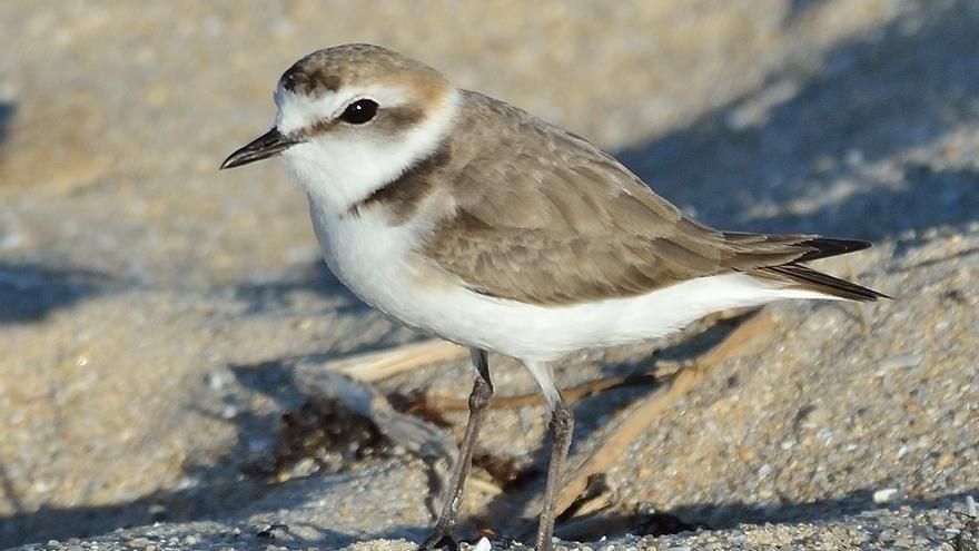 Chorlitejo patinegro