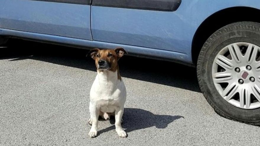 La historia de Pocho, el efectivo y valiente perro antidroga al que la Camorra italiana puso precio a su cabeza