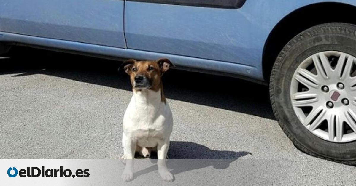 La historia de Pocho, el efectivo y valiente perro antidroga al que la Camorra italiana puso precio a su cabeza