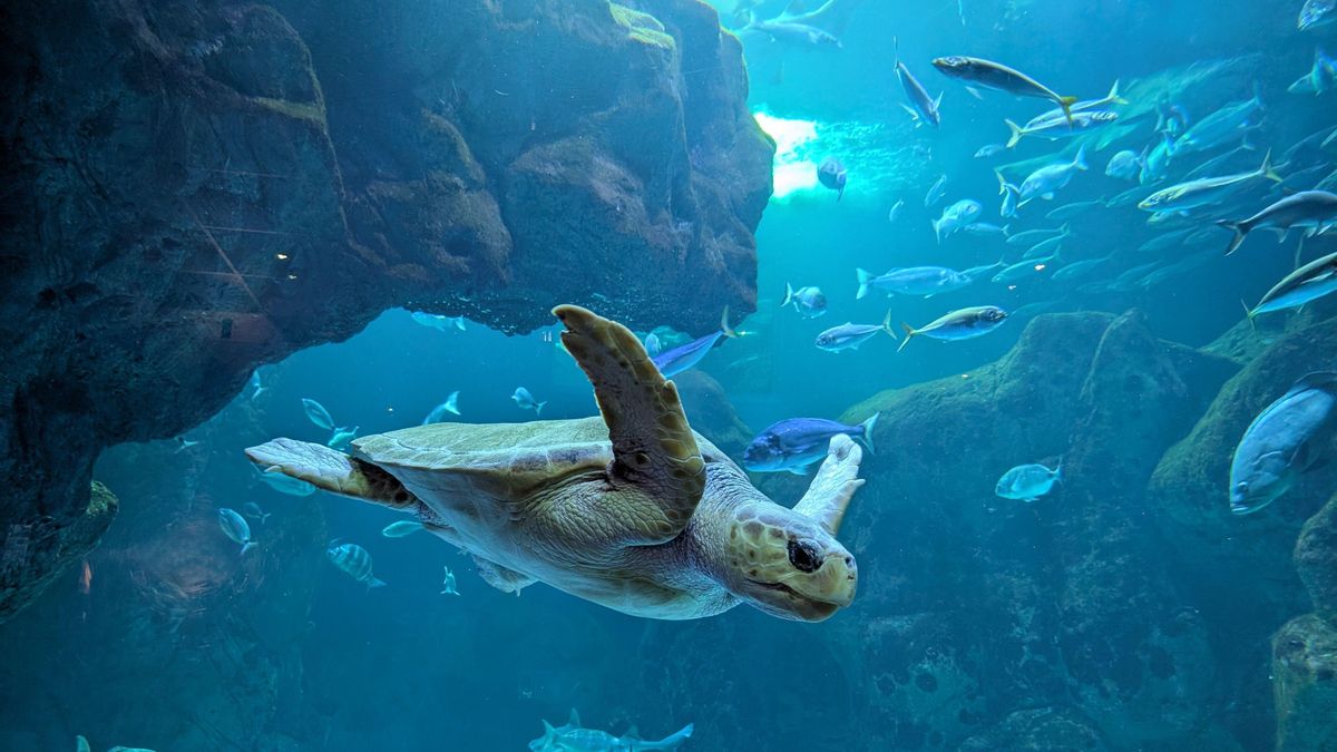 El Acuario de Gijón reivindica la biodiversidad marina y fluvial asturiana en el Día Internacional de la Diversidad Biológica