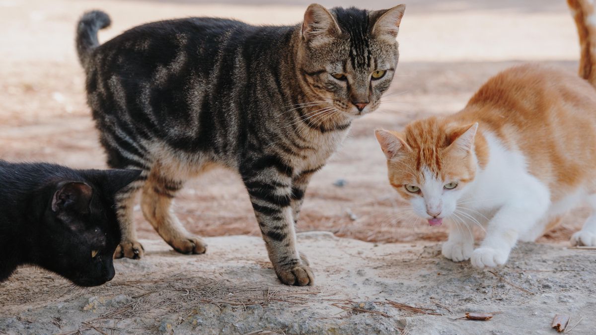 Varios gatos en una colonia felina.