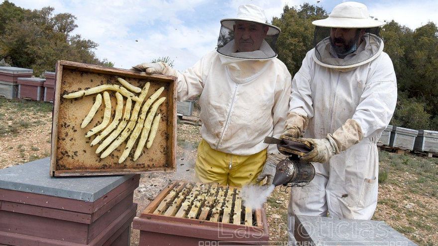 Apiturismo, un viaje singular por el mundo de las abejas