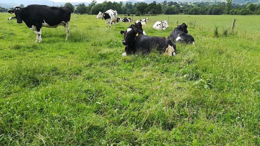 Tan común que nadie lo explica: ¿por qué las vacas se convirtieron en el gran animal lechero?